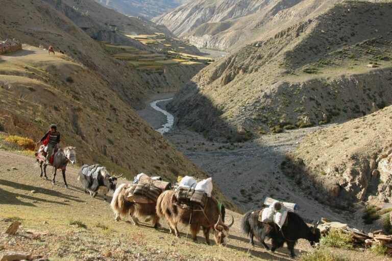 Yak dans la vallée du Dolpo, avec les montagnes et les paysages arides