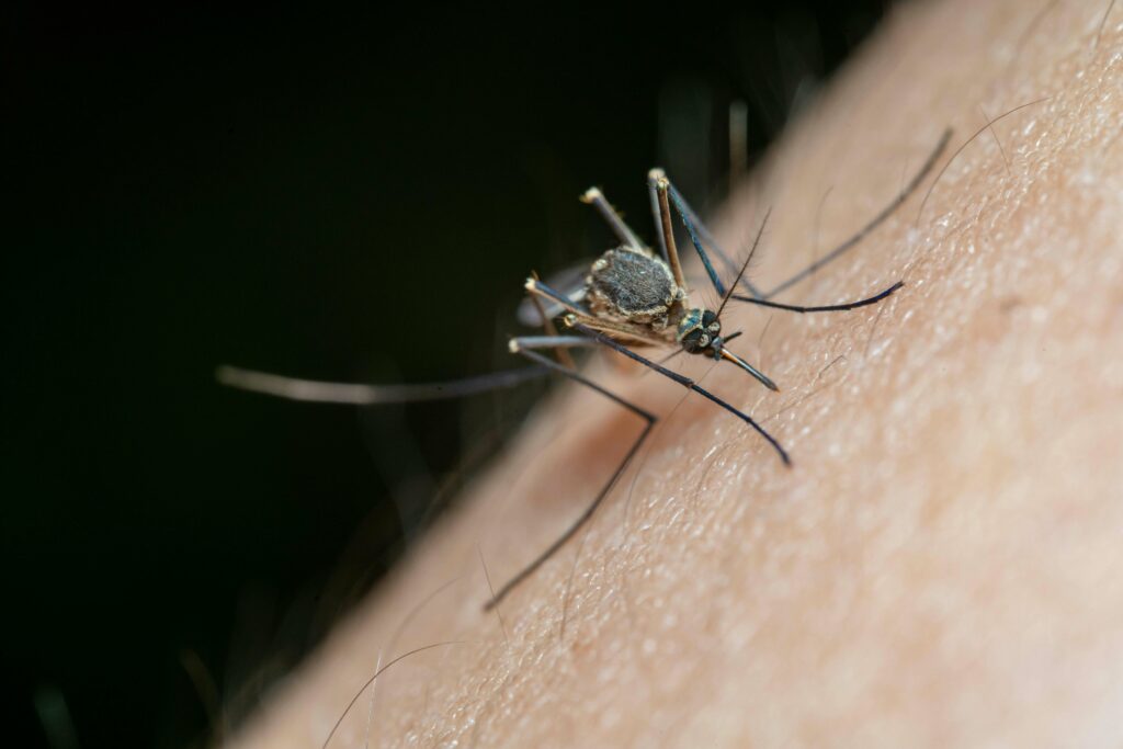 Moustiques au Népal, Dengue au Népal, L'Everest Népal agence de trekking à Katmandou