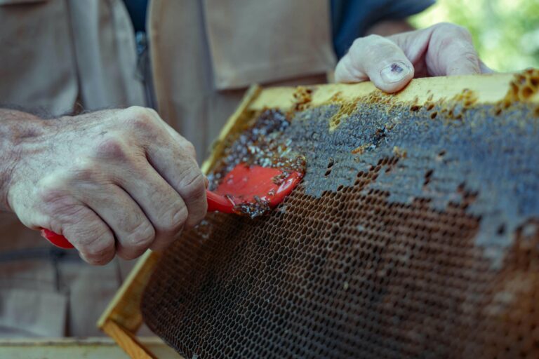 Chasse au miel Népal avec l'Everest Népal, découvrir les traditions ancestrales,