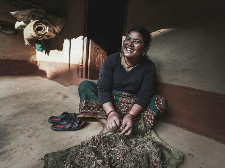 yarsagumba, récolte dans les montagnes du Népal, commerce entre le Népal et la Chine