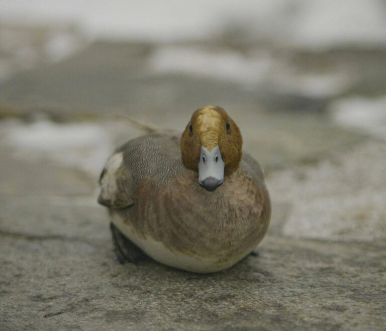 Oiseau sauvé dans la neige sur l'Everest, avec l'Everest Népal