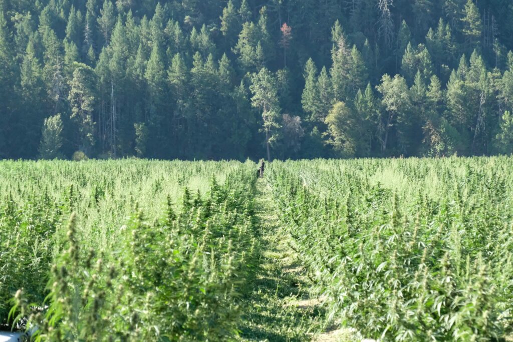 Cannabis Népal, culture légalisé pour le pharmaceutique et l'industrie des plantes