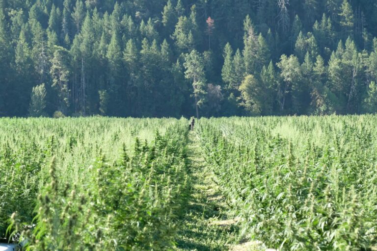 Cannabis Népal, culture légalisé pour le pharmaceutique et l'industrie des plantes