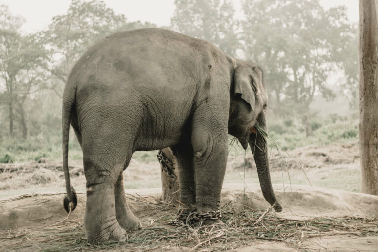 Dhruve l'éléphant dangereux de Chitwan